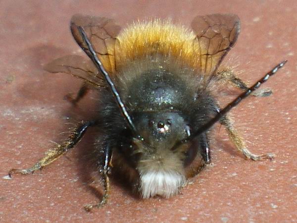 Osmia cornuta M. (Apidae Megachilinae).